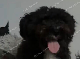 bichon x yorkshire terrier