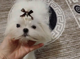 Miniature Korean maltese stud