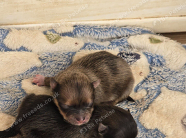 Female poms
