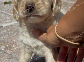 Cocker spaniel puppys
