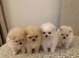 Xs teddy pomerian