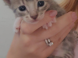 STUNNING SILVER & SPOTTED SAVANNAH X BENGAL KITTENS