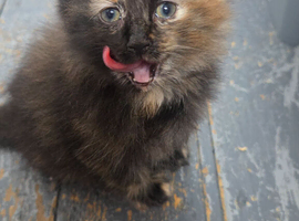 3 female kittens