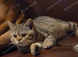Stunning chocolate spotted BSH kitten