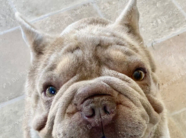 Big Rope Frenchie