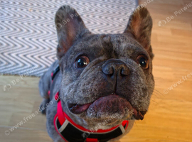 French bulldog