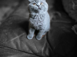 STUNNING GCCF BLUE BRITISH SHORTHAIR