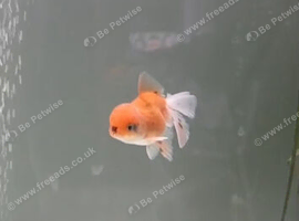 Beautiful large Oranda goldfish