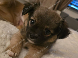 Long haired chihuahua