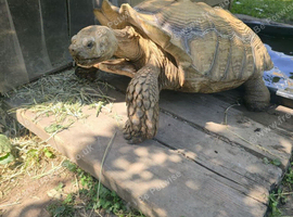 Adult Sulcata tortoise for sale