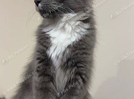 Male kitten