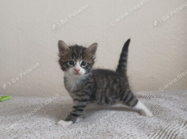 Main coon and bengal mix boy 10 weeks