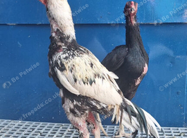 Aseel Cock and hen