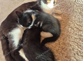 2 x male kittens
