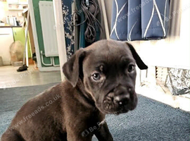 Cane corso cross Alsatian puppy's