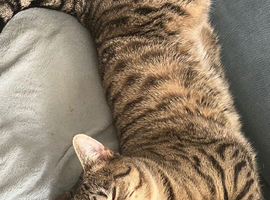 Lovely and friendly one year old cat