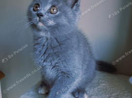 British shorthair kittens