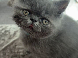 Gorgeous Persian kittens looking for homes