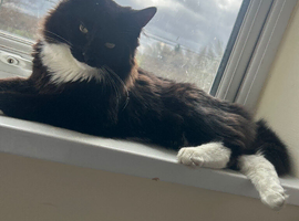 6 month old domestic medium