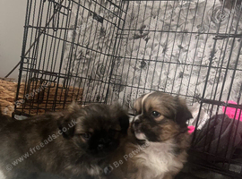 Shih Tzu's cross Pekingese