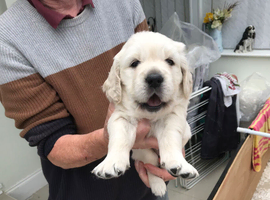 Beautiful golden retriever puppies