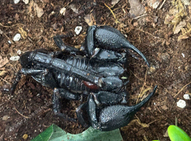 Borneo Forest Scorpion