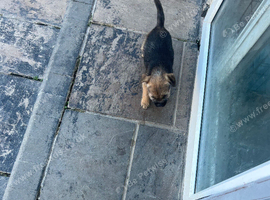 Border terrier