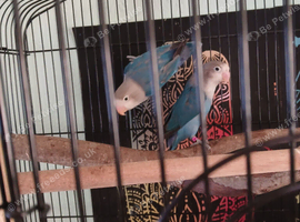 2 blue love birds