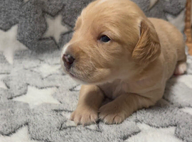 Beautiful Poogle Pups