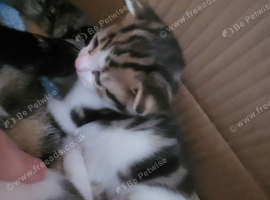 Kittens