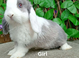 Mini lop