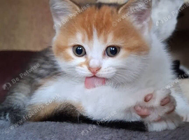 3 Girl & 3 Boy Kittens (ready 04/08/26)
