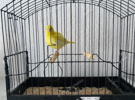 2026 fife canary cock bird