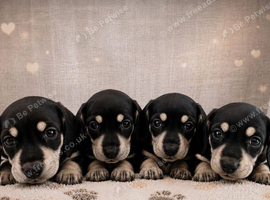 Black and cream mini dachshunds