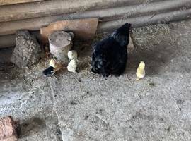 Bantams for sale