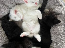 Only boy kittens left