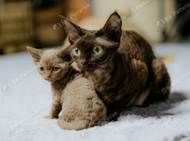 GCCF Devon Rex Kittens