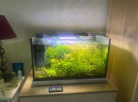 Planted fish tank