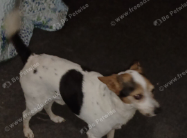 Chihuahua x Jack Russell