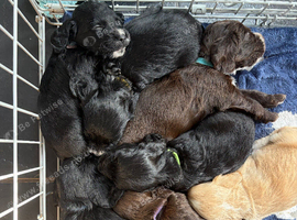 4 sprocker spaniel pups for sale