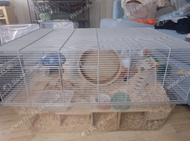 7 Month old hamster w/ fully Setup/toys etc.