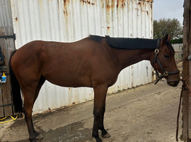 4yo 16hh tb gelding