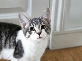 4 beautiful tabby kittens for sell/rehomeing