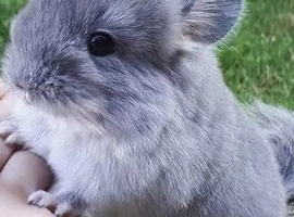 Chinchilla WANTED (south wales area)