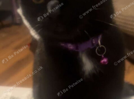 Female cat for sale