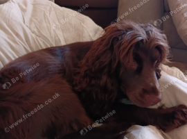 16month old Female Cocker spaniel