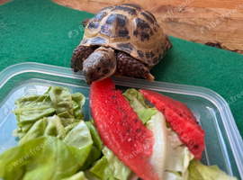 Horsfield tortoise