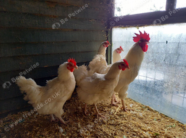 White maran large fowl