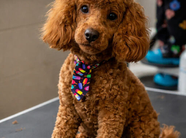 KC registered miniature poodle for STUD