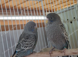 Blackface hen baby budgies